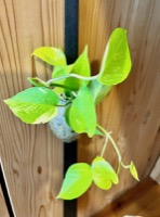 夏休み中のレッスンの振り返り、おうちでのピアノ練習に対するアドバイス