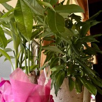 2023年7月レッスンふり返り