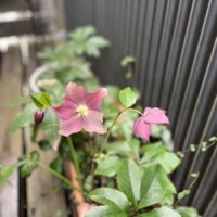 2024年2月レッスンふり返り