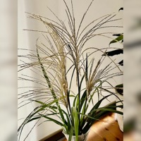 2024年8月レッスンふり返り