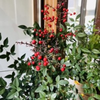 2024年12月レッスンふり返りと、新年のごあいさつ